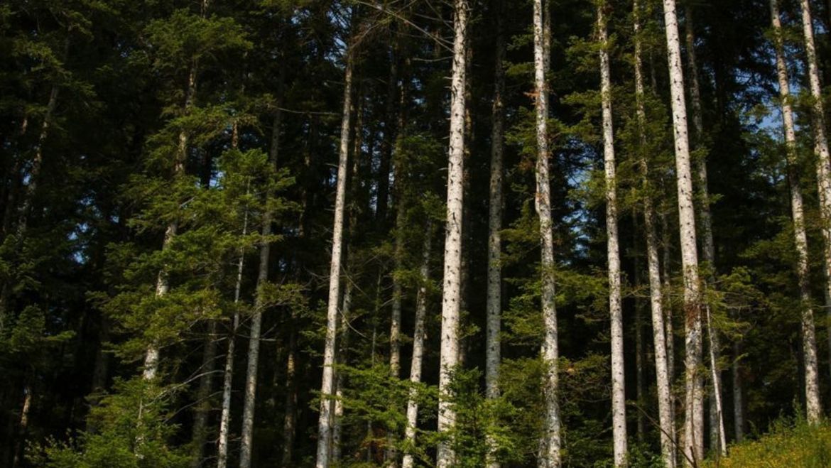 UN ALBERO DA ABBRACCIARE