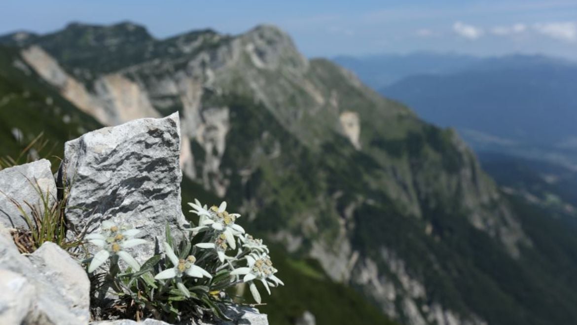 Trekking sul tetto dell'Alpe