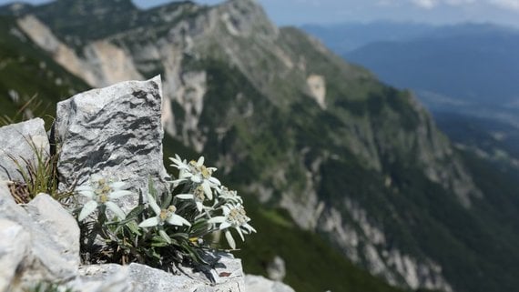 Alpe Cimbra terra dal grande fascino by vinoecibo.it