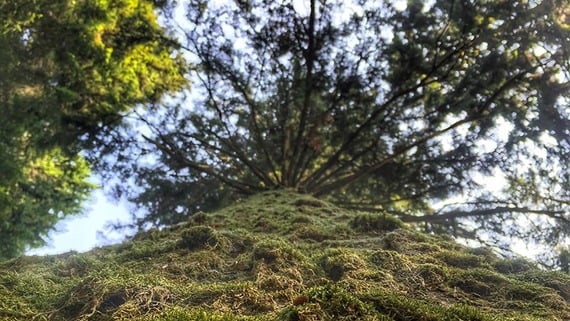 Gli alberi monumento: se la natura diventa arte