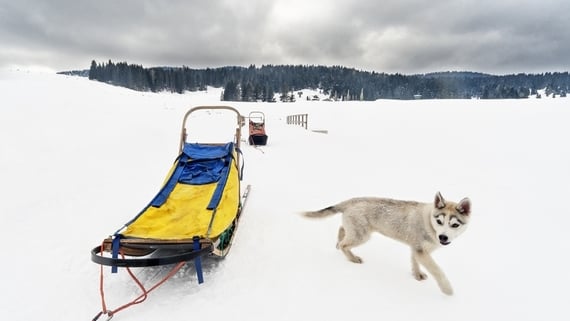 SLEDDOG