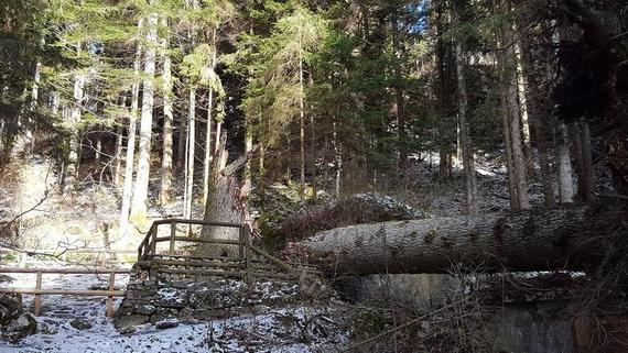 Coincidenze, il libro sull'Avez del Prinzep finito di stampare il giorno in cui il maestoso albero si spezza