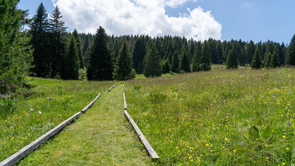 Ogród botaniczny w Passo Coe