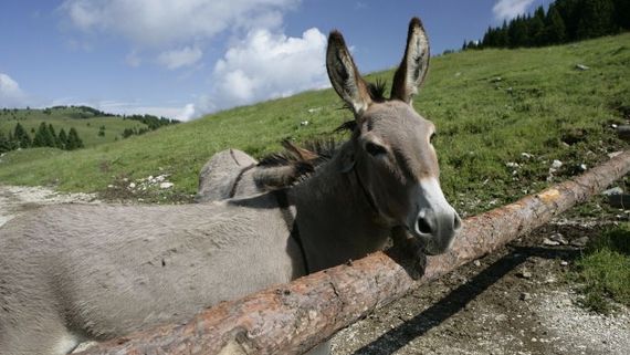 Fattorie didattiche: alla riscoperta degli animali e dei mestieri del contadino