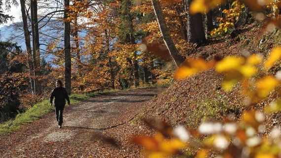 FOLIAGE: Autumn Wellness