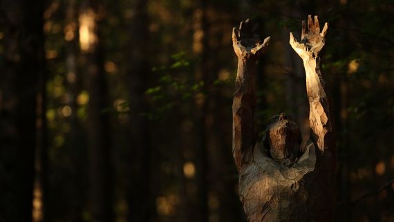 IL RESPIRO DEGLI ALBERI - A Lavarone l'arte si fonde con la natura