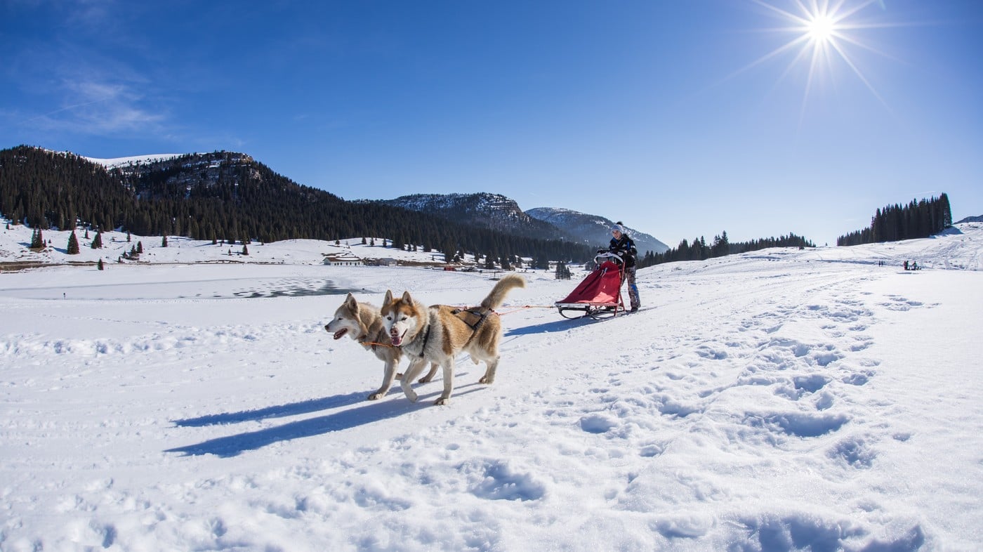 Alpe Cimbra: ve společnosti fat biků a psích spřežení