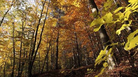 FOLIAGE: Autumn Wellness