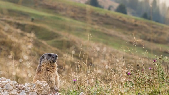 Tierbeobachtung in freier Wildbahn