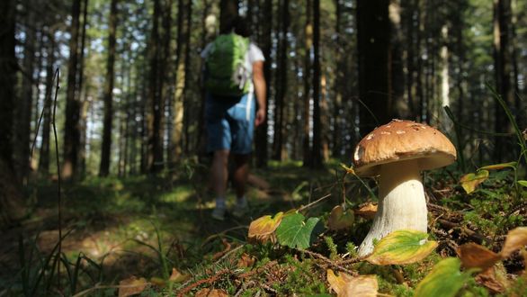 Mushroom Picking