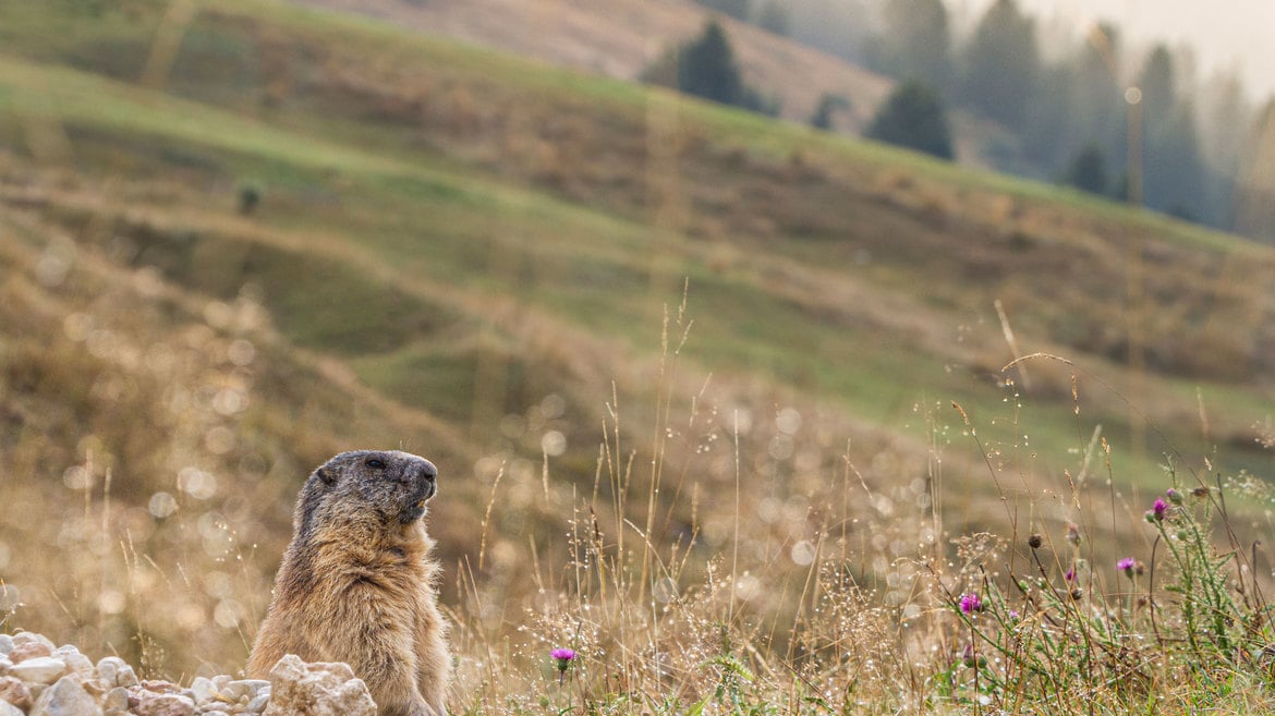 Animal Watching d'Autunno