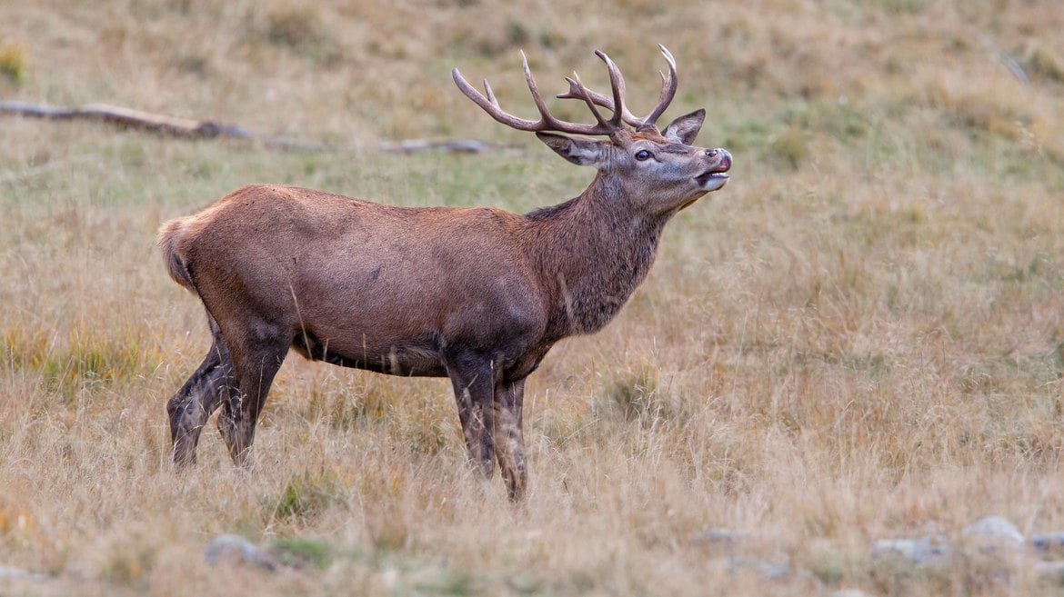 Animal Watching d'Autunno