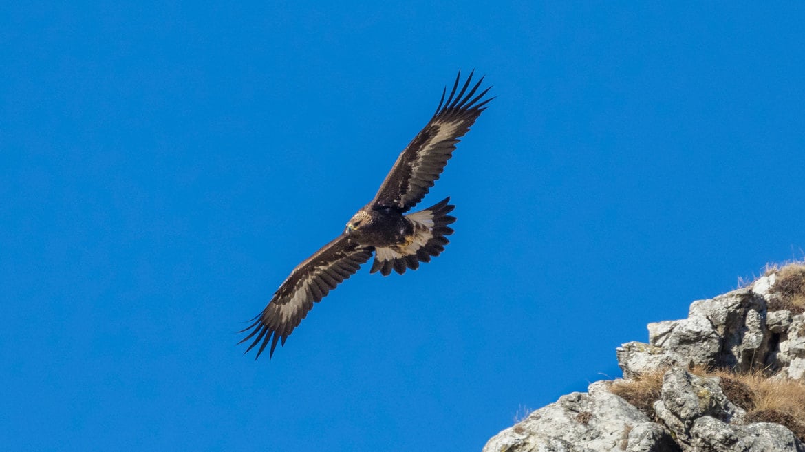 Animal Watching d'Autunno