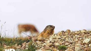 4 settembre 2021 - MARMOTTE, “SENTINELLE” DELLA MONTAGNA