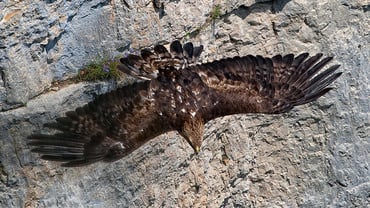 16 ottobre 2021 - DOVE OSANO LE AQUILE E I CAMOSCI ALPINI