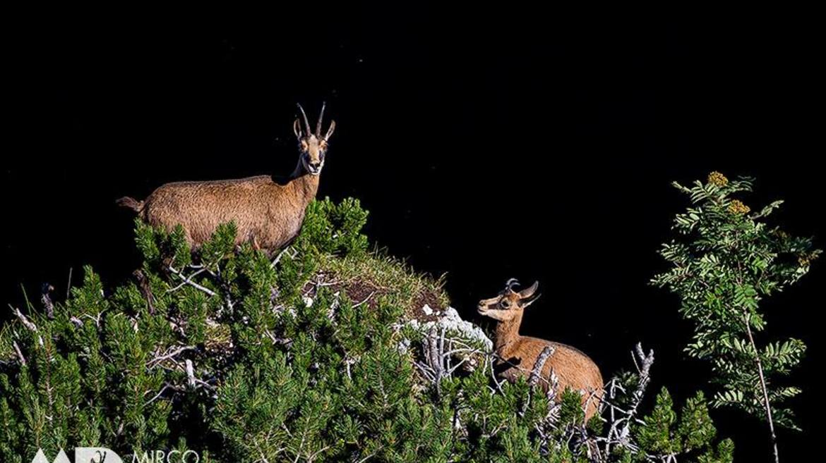 16 ottobre 2021 - DOVE OSANO LE AQUILE E I CAMOSCI ALPINI