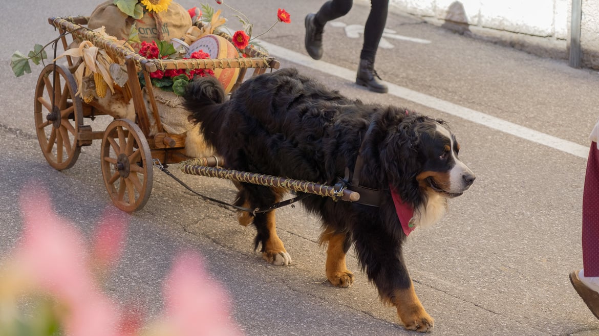 Grabber - il gruppo amatoriale Bovaro del Bernese