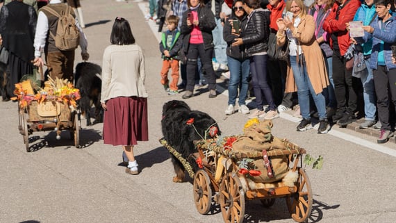 Grabber - il gruppo amatoriale Bovaro del Bernese