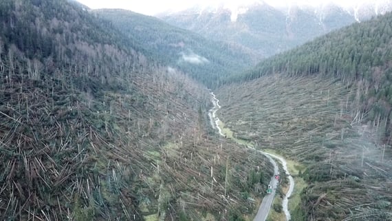 La rinascita dopo Vaia