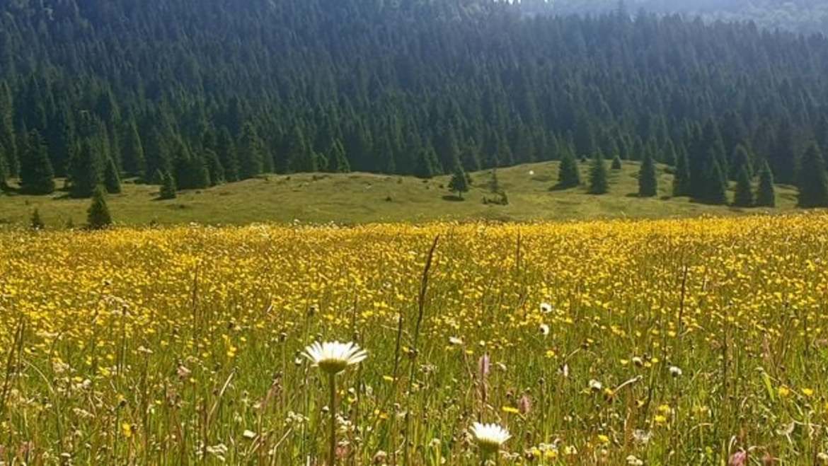 Alpe Cimbra (Tn): riapre il Giardino botanico alpino a Passo Coe di Folgaria