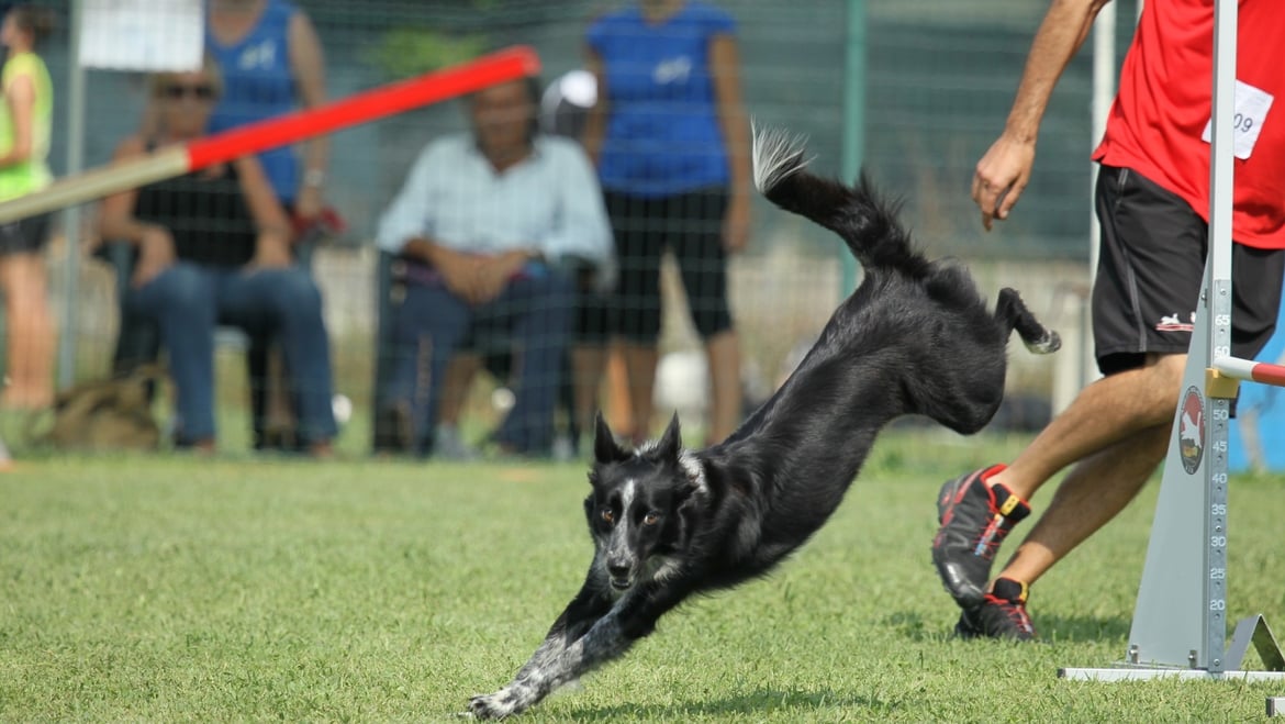 Alpe Cimbra (TN): AGILITY DOG SULL’ALPE CIMBRA a Millegrobbe