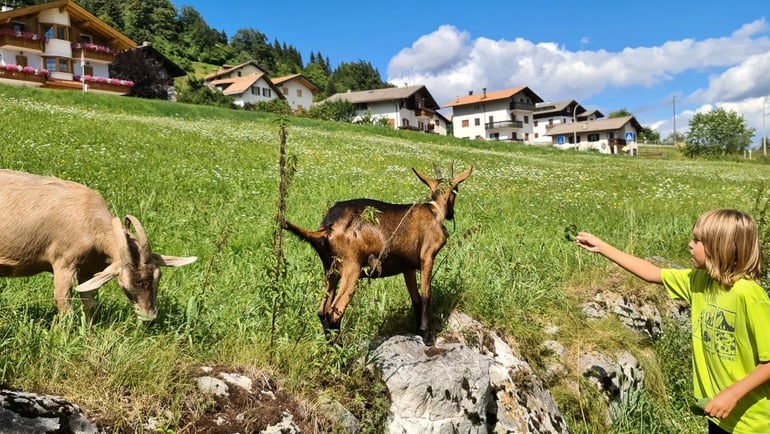 Cosa fare in Trentino con i bambini: Trekking con le Caprette a Maso Guez