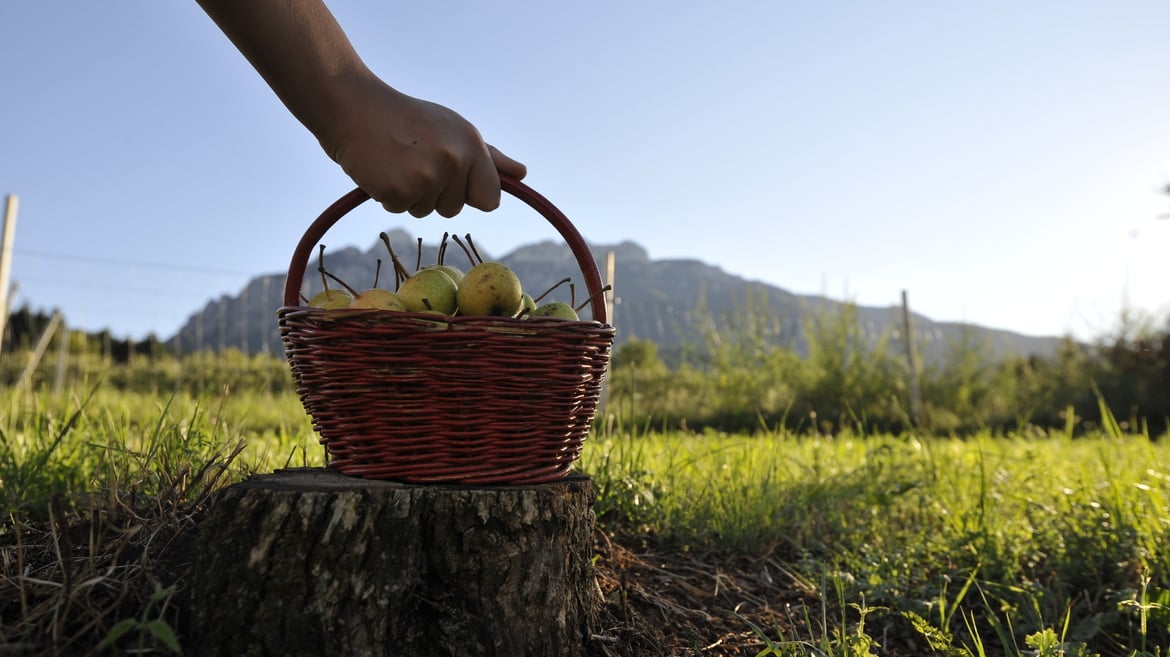 Az Agricola Vattaro Fruit