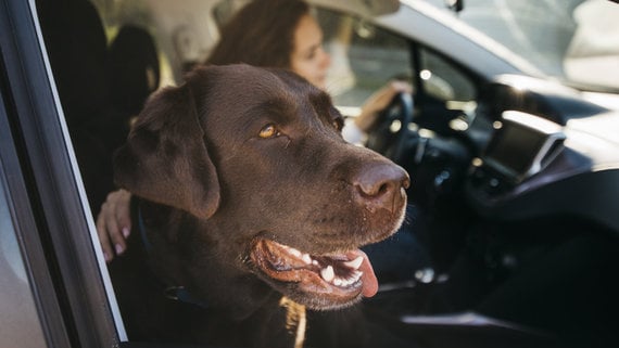 Pet-friendly on the road