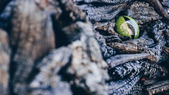 Der größte Drache aus Holz in Europa