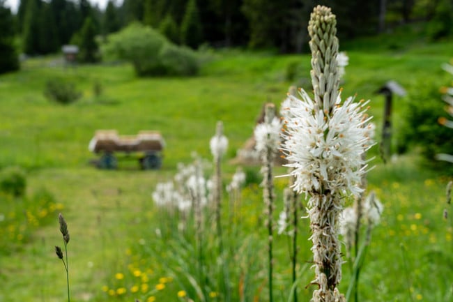 Giardino Botanico Alpino