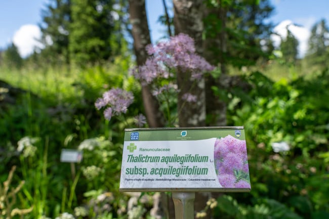 Giardino Botanico Alpino