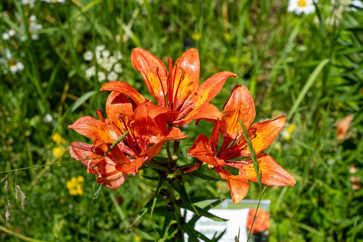 Giardino Botanico Alpino