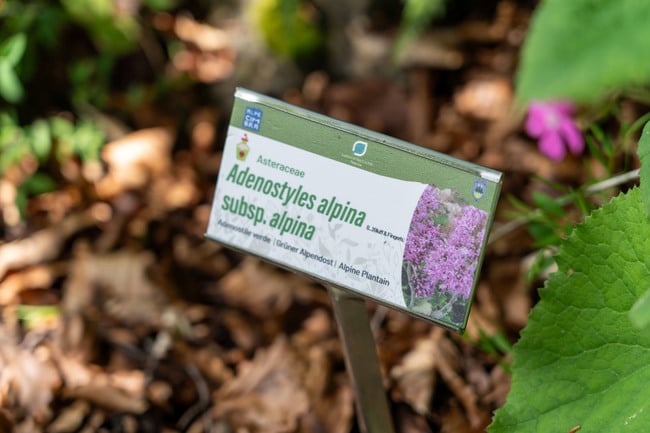 Giardino Botanico Alpino