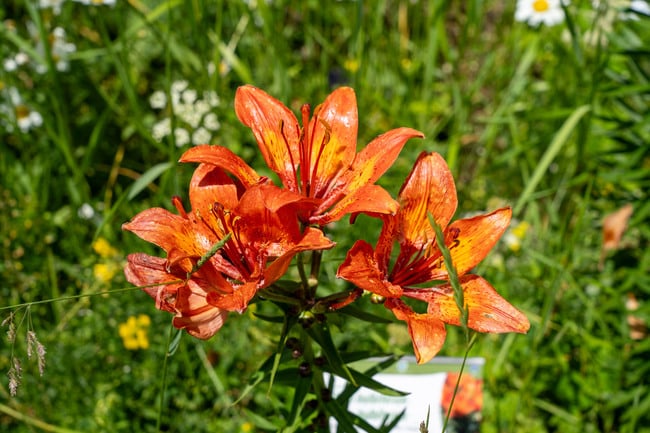 Giardino Botanico Alpino