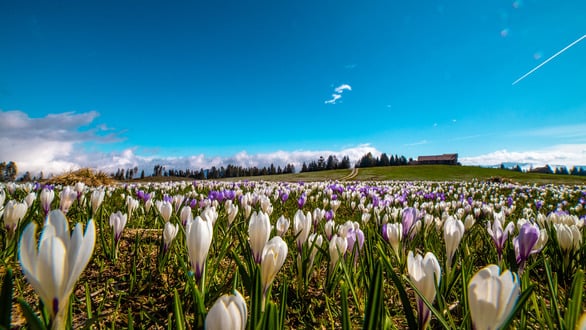 Flora e Fauna : specie protette da preservare