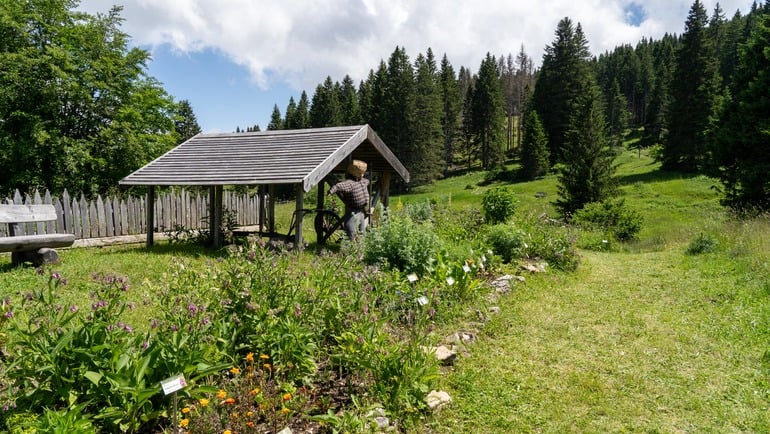 Giardino Botanico Alpino di Passo Coe: Uno scrigno di biodiversità