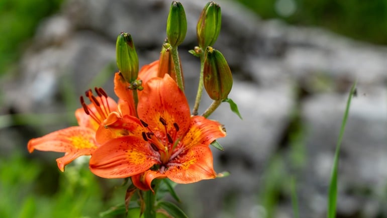 Giardino Botanico Alpino di Passo Coe: Uno scrigno di biodiversità