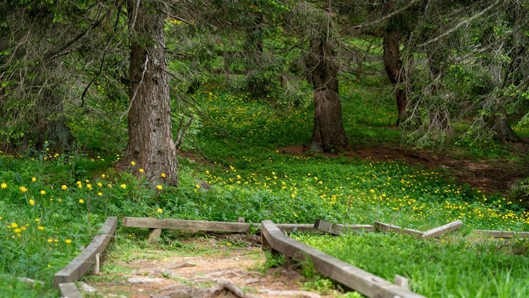 Giardino Botanico Alpino di Passo Coe: Uno scrigno di biodiversità