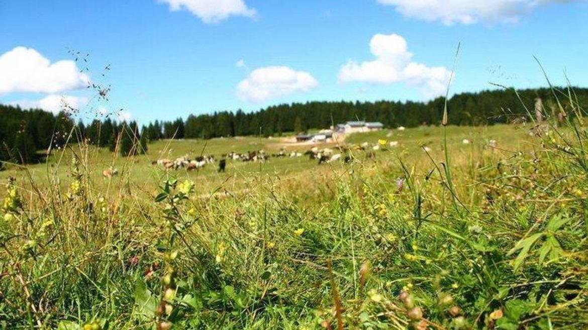 Malga Parisa