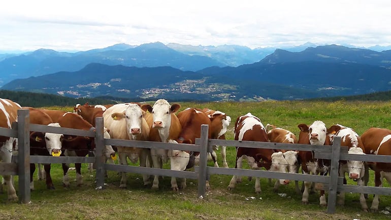 L’antico primato del Caseificio degli Altipiani e del Vezzena: qui nasce il formaggio presidio Slow Food, il gusto della tradizione di montagna