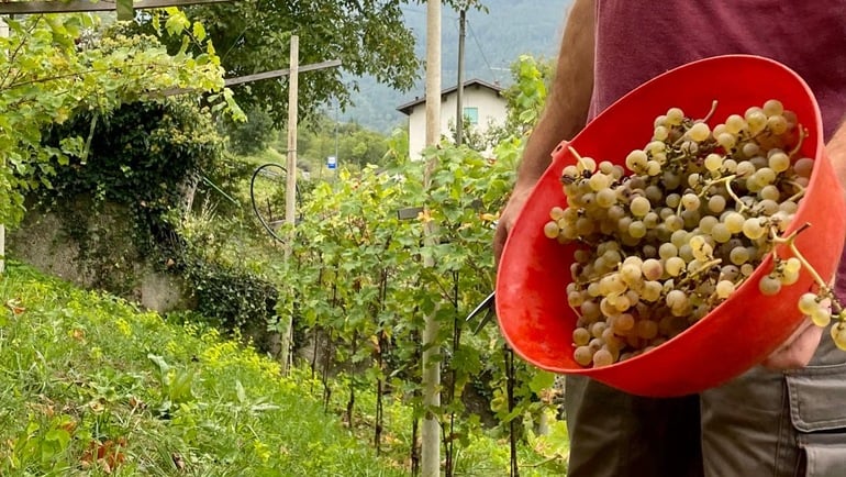 Heroischer Bergweinbau: Auf dem Weg zu einem Wein, der auf der Alpe Cimbra hergestellt wird