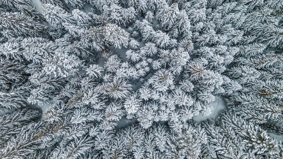 Il Bosco d'Inverno