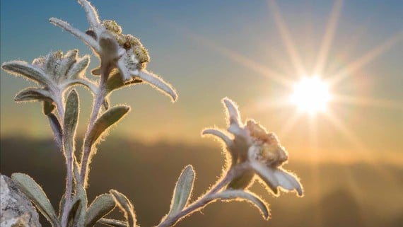 The Legend of the Alpine Star