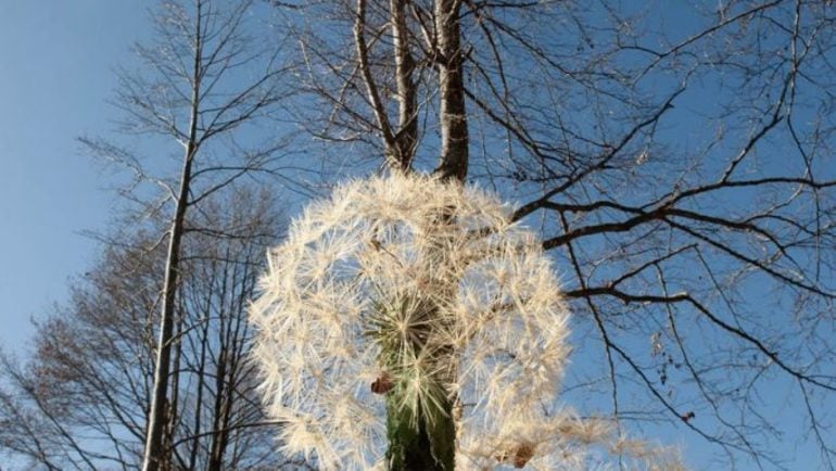 Respiro degli alberi | Un itinerario d’arte contemporanea nel cuore di un bosco in Trentino