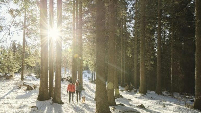 Respiro degli alberi | Un itinerario d’arte contemporanea nel cuore di un bosco in Trentino