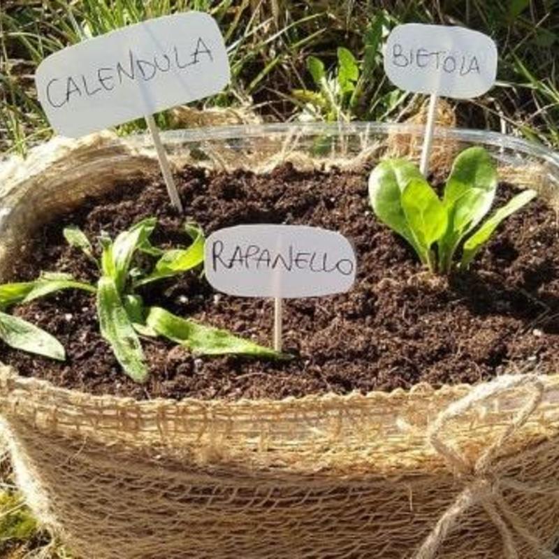 Crea il tuo orticello con semina e trapianti